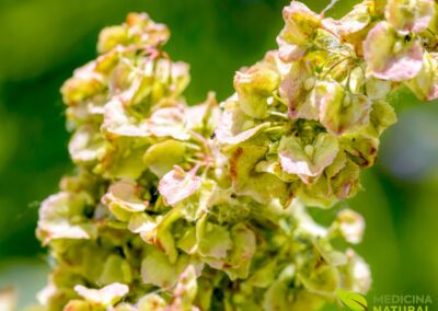 Rumex crispus (DOCK CURLY; LABÁZIA)