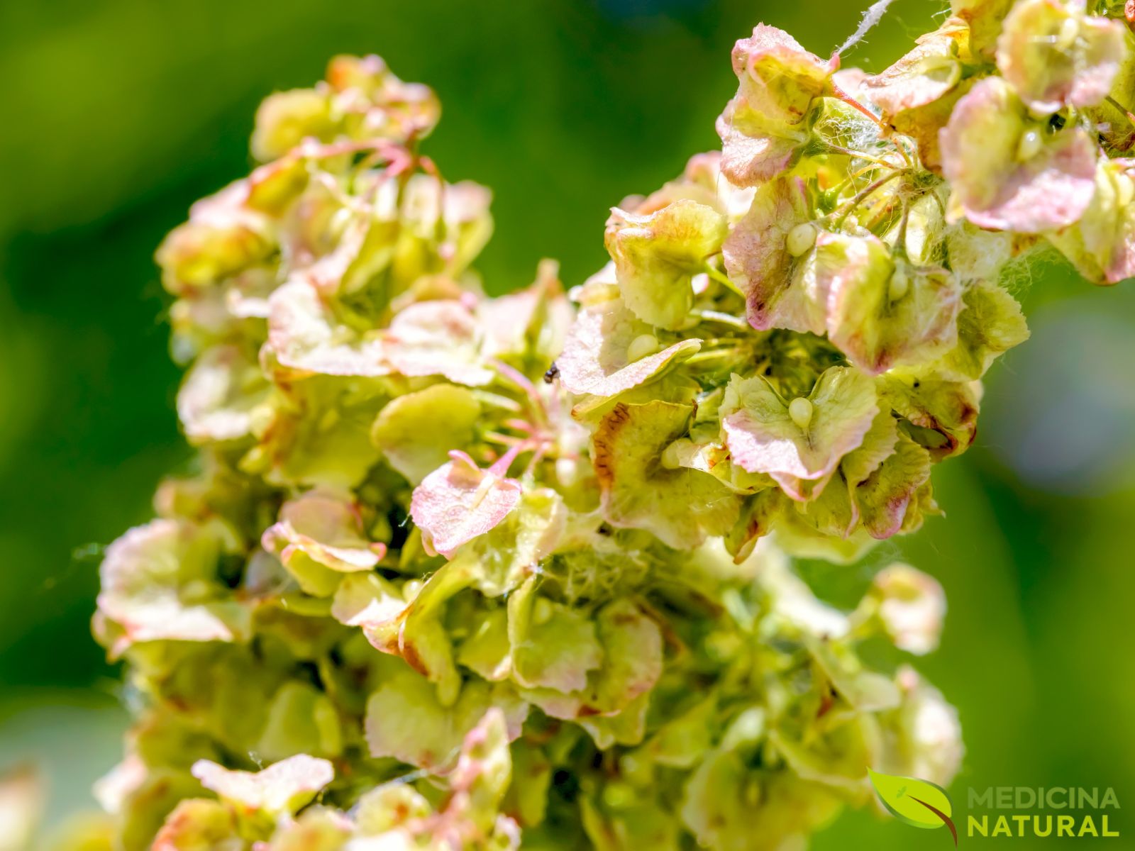 Rumex crispus (DOCK CURLY; LABÁZIA)