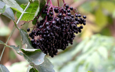 Sabugueiro-negro: saiba para que serve