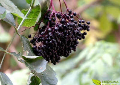 Sabugueiro-negro - Sambucus nigra
