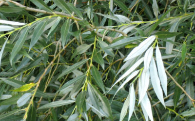 Salgueiro-branco: saiba para que serve