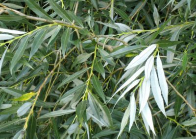 Salgueiro-branco - Salix alba