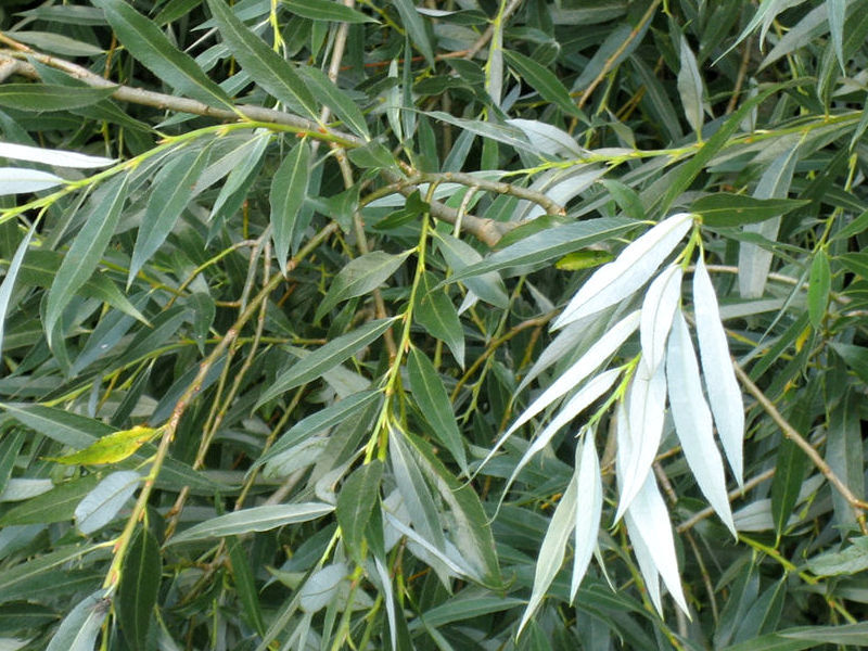 Salgueiro-branco - Salix alba