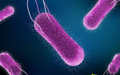 Salmonella: melhores remédios naturais