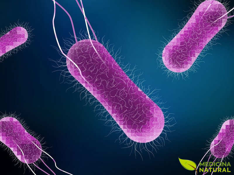Salmonella: melhores remédios naturais