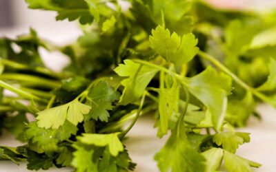 Salsinha: saiba para que serve o alimento