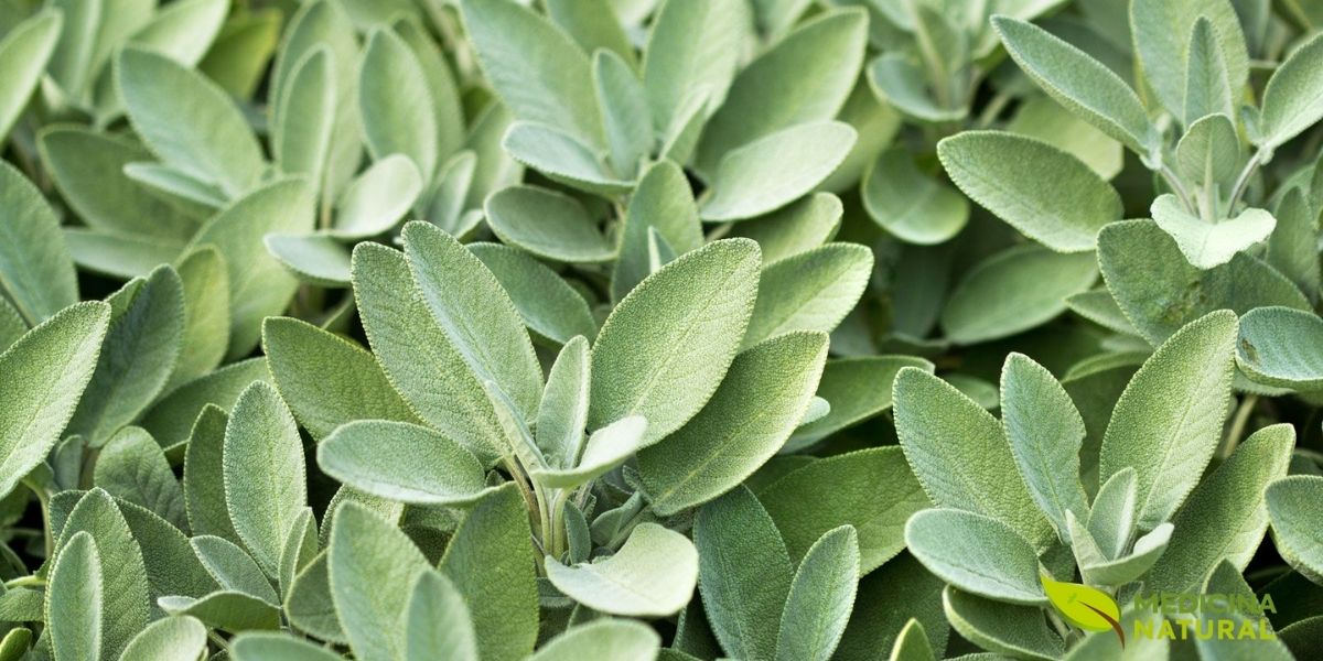 Detalhe das folhas de Salvia officinalis. As folhas aveludadas e aromáticas são a principal parte utilizada na fitoterapia, ricas em óleo essencial contendo tujona, cânfora e 1,8-cineol. As flores violáceas ou azuladas surgem em espigas e também possuem propriedades medicinais. A sálvia é amplamente estudada por seus efeitos benéficos na função cognitiva, sintomas da menopausa, saúde bucal e cicatrização de feridas.