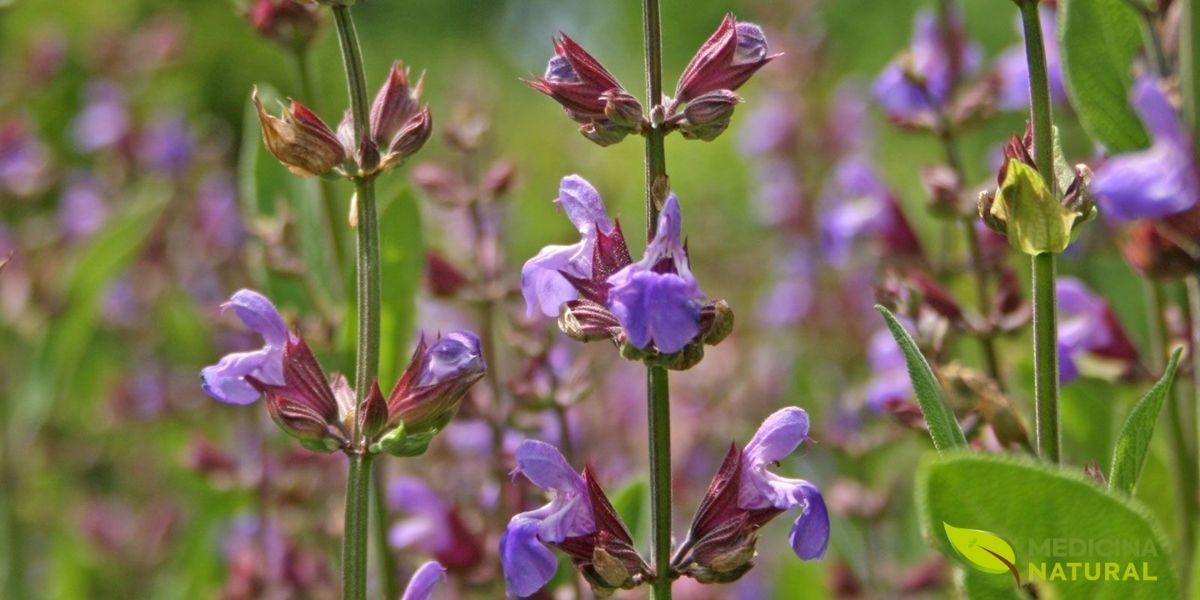 Salvia officinalis (sálvia) em seu habitat natural, exibindo suas características folhas aveludadas verde-acinzentadas e flores violáceas. Esta planta perene da família Lamiaceae é nativa da região do Mediterrâneo e é cultivada em todo o mundo por suas propriedades medicinais e culinárias. A sálvia é conhecida por seu rico conteúdo de compostos bioativos, incluindo tujona, cânfora, ácido rosmarínico e flavonoides, que conferem suas potentes ações antioxidantes, anti-inflamatórias e neuroprotetoras.