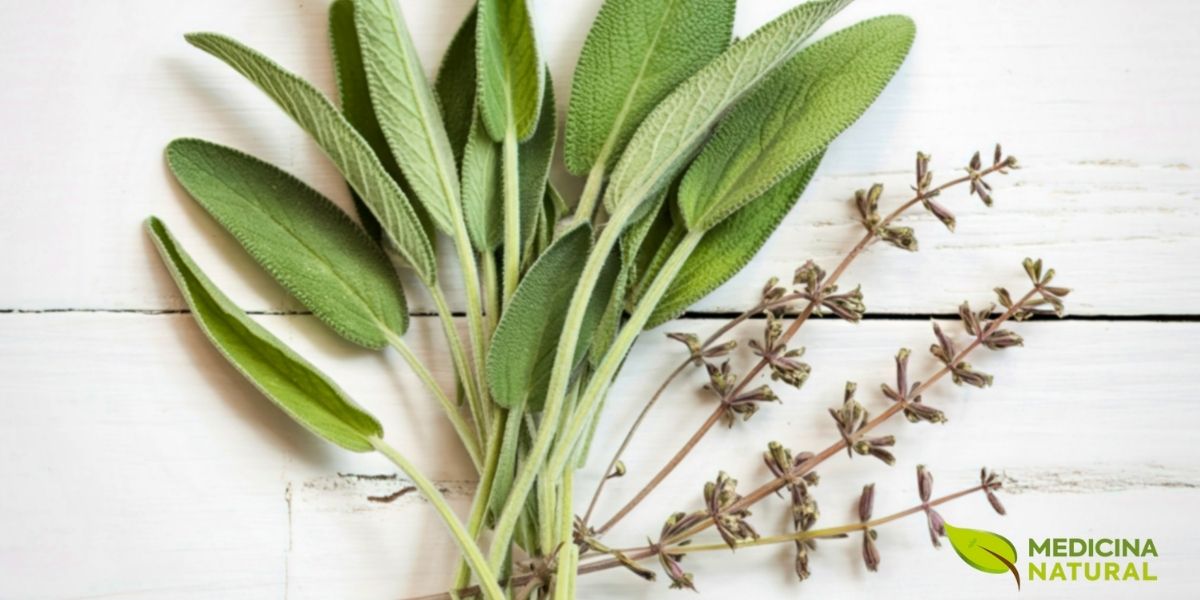 Preparações medicinais e culinárias de Salvia officinalis. A sálvia pode ser utilizada fresca ou seca em chás, infusões, tinturas, gargarejos e vapores terapêuticos. Suas aplicações incluem melhora da memória e função cognitiva, alívio de sintomas da menopausa (ondas de calor e suores noturnos), saúde digestiva, tratamento de infecções bucais e respiratórias, e cicatrização de feridas. A planta também é amplamente utilizada como tempero culinário, especialmente em pratos mediterrâneos.