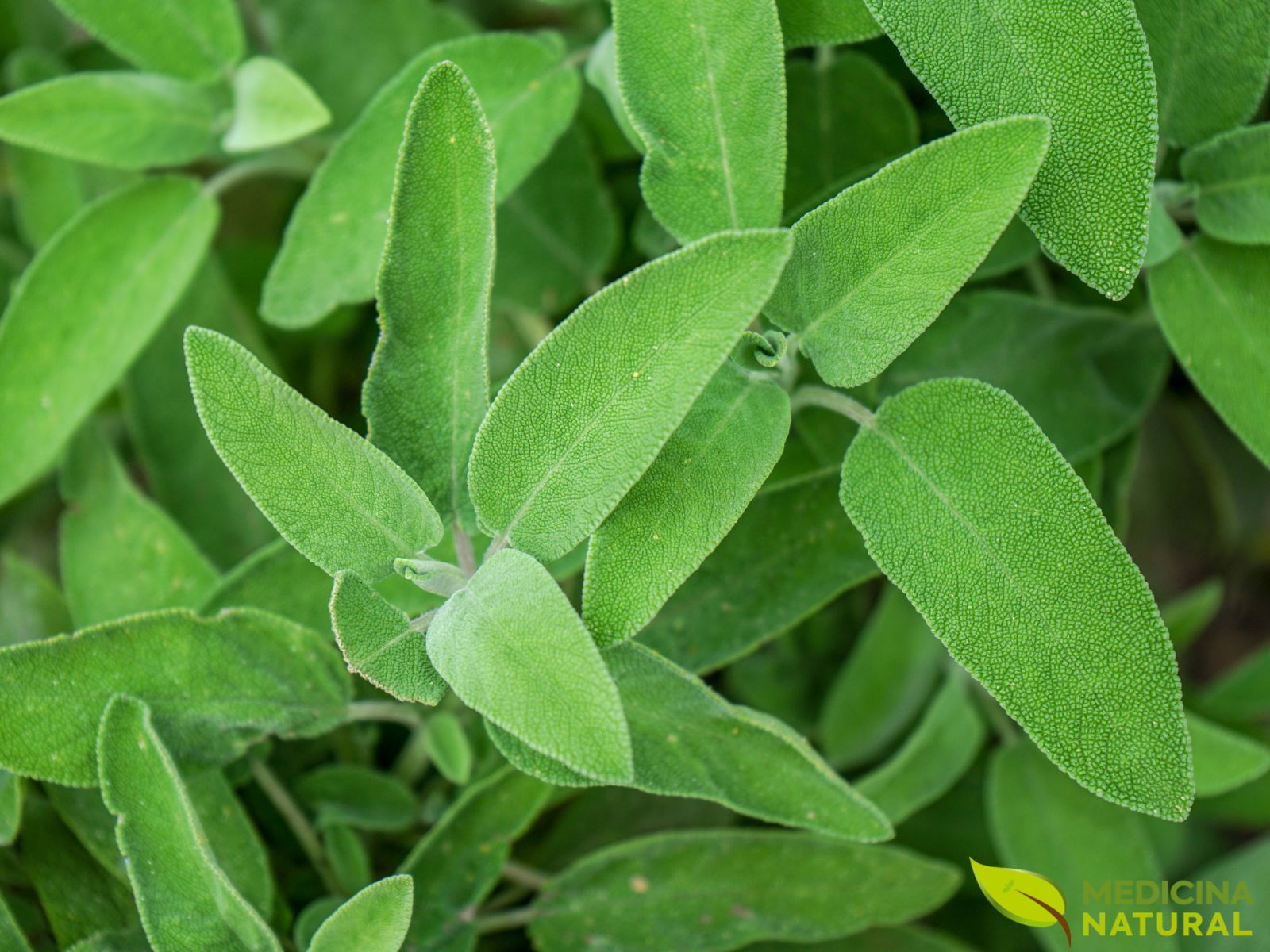 Sálvia - Salvia officinalis