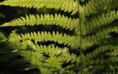 Dryopteris filix-mas – SAMAMBAIA-MACHO