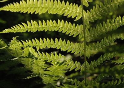Samambaia - Dryopteris filix-mas