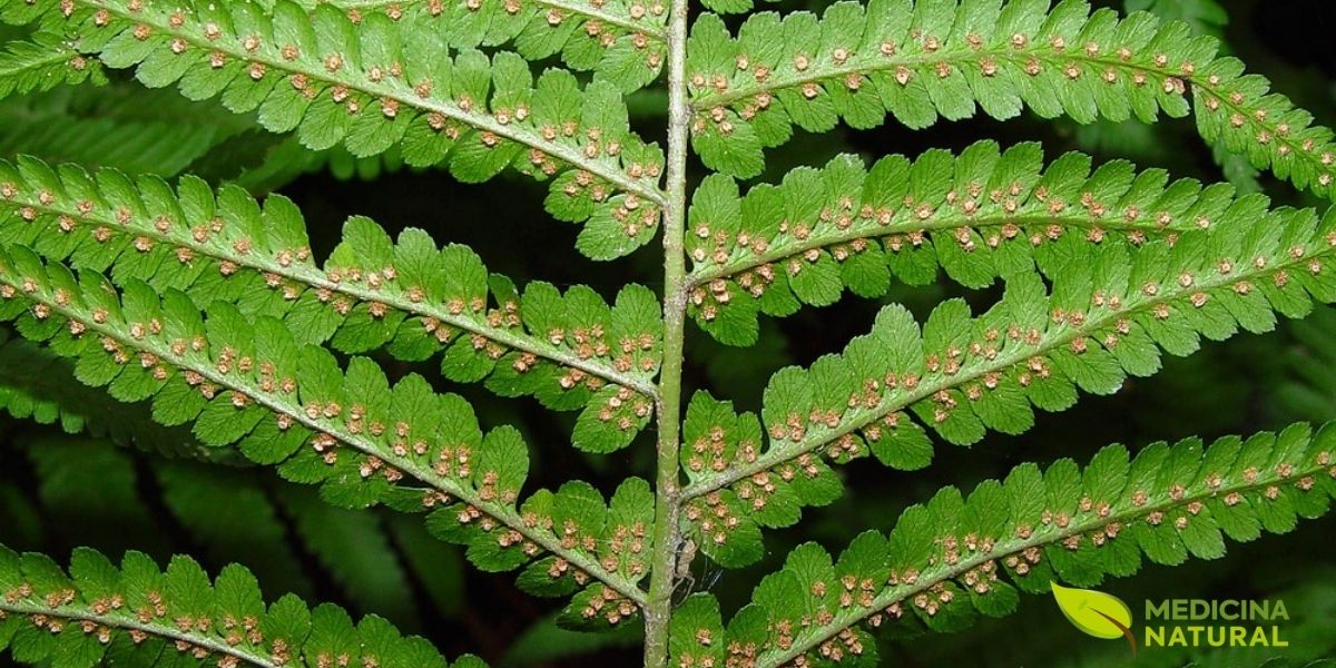 Nas frondes de Dryopteris filix-mas, o desenho revela uma arquitetura precisa, com segmentos bem distribuídos ao longo do eixo central e recortes que criam textura rica sem pesar o conjunto. Esse padrão quase bipinado dá profundidade visual à planta e reforça a identidade ornamental típica da samambaia-macho.