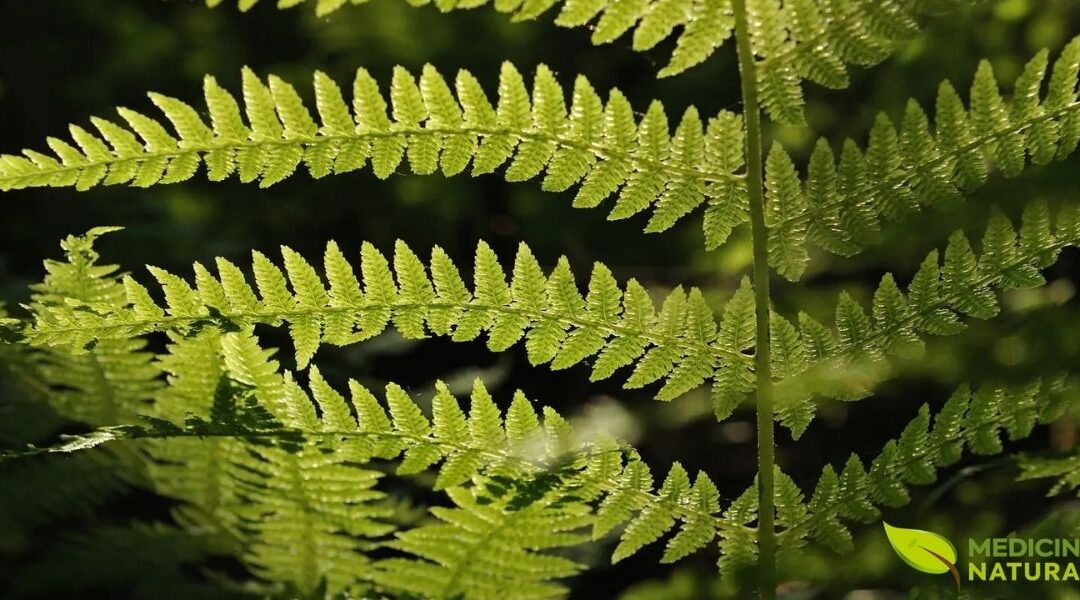 Samambaia: Benefícios da Planta Medicinal e Ornamental