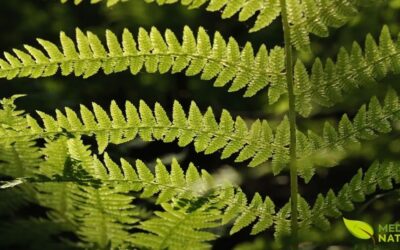 Samambaia: Benefícios da Planta Medicinal e Ornamental