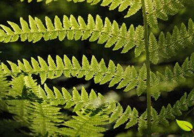 A Dryopteris filix-mas, também conhecida como samambaia-macho, chama atenção pelo porte robusto, pelas frondes eretas e pelo verde denso que costuma marcar áreas úmidas e sombreadas. É uma espécie clássica entre as samambaias de bosque, com presença ornamental forte e estrutura que transmite vigor sem perder a elegância natural.