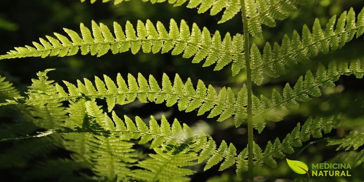 A Dryopteris filix-mas, também conhecida como samambaia-macho, chama atenção pelo porte robusto, pelas frondes eretas e pelo verde denso que costuma marcar áreas úmidas e sombreadas. É uma espécie clássica entre as samambaias de bosque, com presença ornamental forte e estrutura que transmite vigor sem perder a elegância natural.