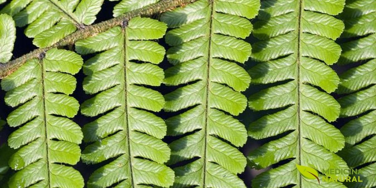 A simetria de Dryopteris filix-mas aparece no arranjo regular das frondes, que se abrem em forma equilibrada e conferem unidade ao conjunto. Essa organização natural, comum em exemplares bem desenvolvidos, combina verticalidade, repetição e leve arqueamento, criando uma silhueta harmoniosa que ajuda a distinguir a espécie entre outras samambaias.