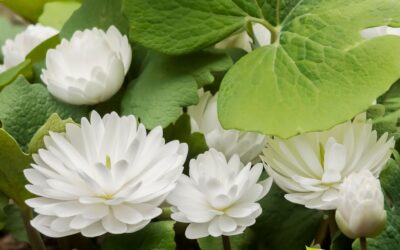 Sanguinaria canadensis – SANGUINÁRIA