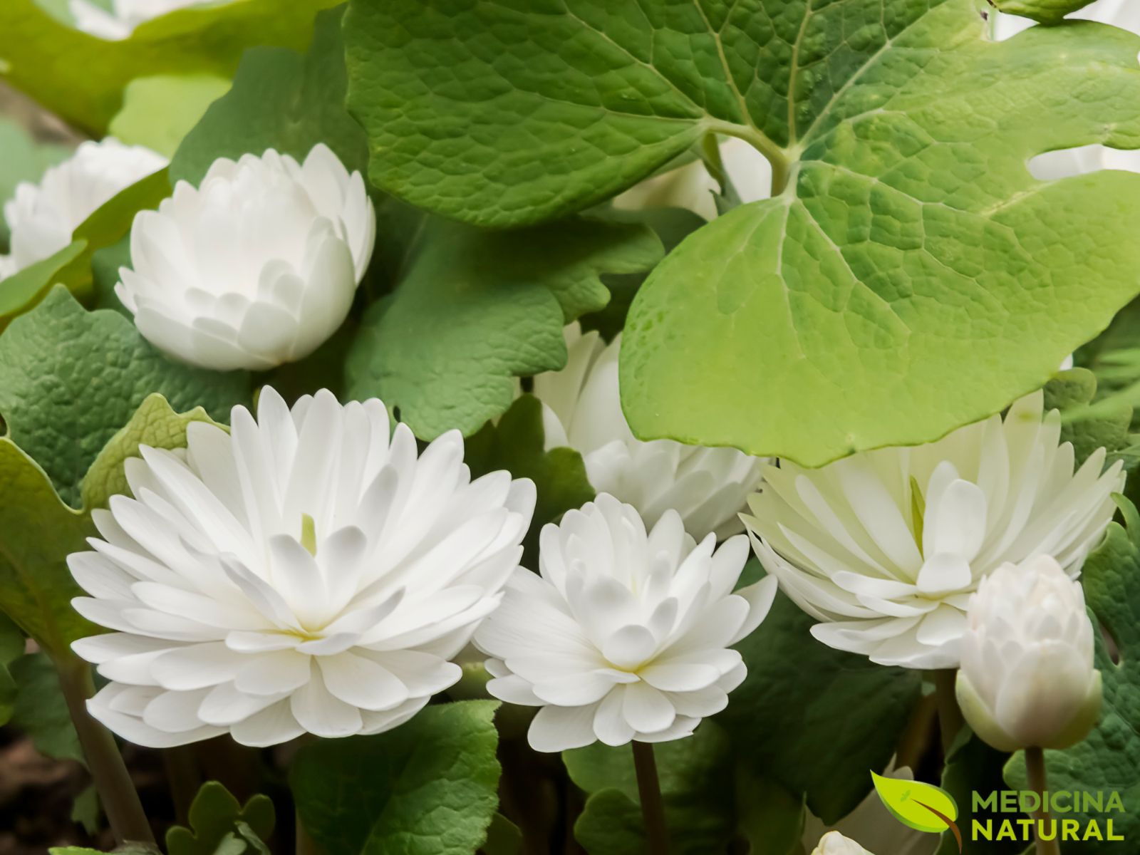 Sanguinária - Sanguinaria canadensis