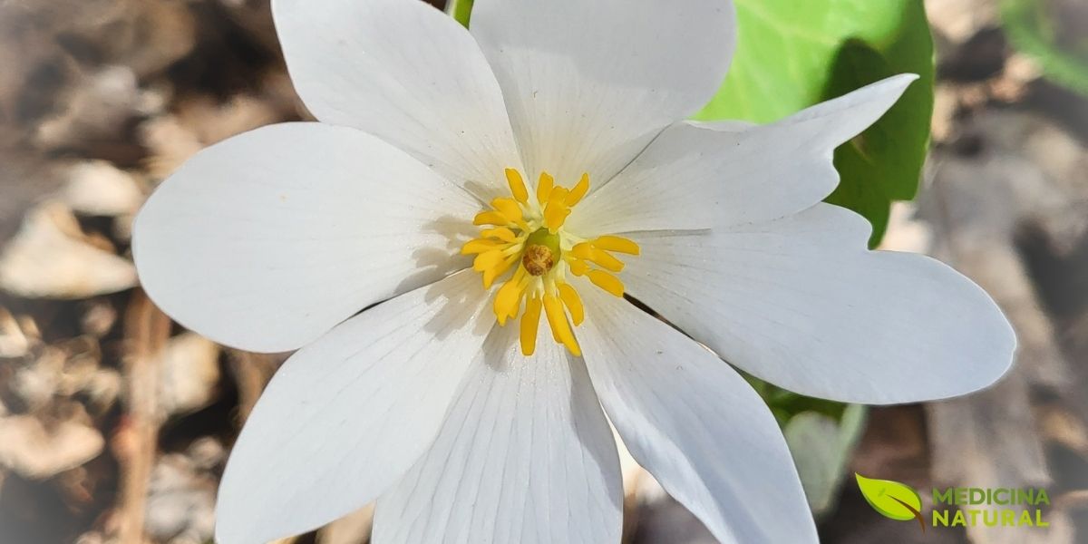 As flores da sanguinária são de uma beleza efêmera e marcante. Com 8 a 12 pétalas brancas puras e um centro amarelo-dourado repleto de estames, cada flor dura apenas 1 a 2 dias após a abertura. Elas surgem no início da primavera, antes que as árvores formem sua copa completa de folhas, aproveitando a luz solar direta. A floração é um evento breve mas espetacular, transformando o chão da floresta em um tapete branco.