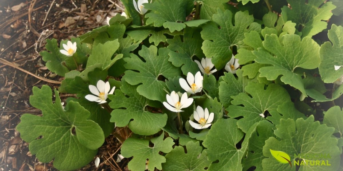 Sanguinaria canadensis L. (Papaveraceae) é uma planta herbácea perene nativa das florestas úmidas da América do Norte. Caracteriza-se por uma única flor branca com centro amarelo-dourado que emerge na primavera, envolta por uma folha lobada. A planta atinge até 30 cm de altura e possui um rizoma subterrâneo que, quando cortado, libera uma seiva vermelha característica, responsável pelo nome "bloodroot" (raiz de sangue). Cresce em solos ricos em matéria orgânica, em áreas sombreadas sob a copa das árvores.