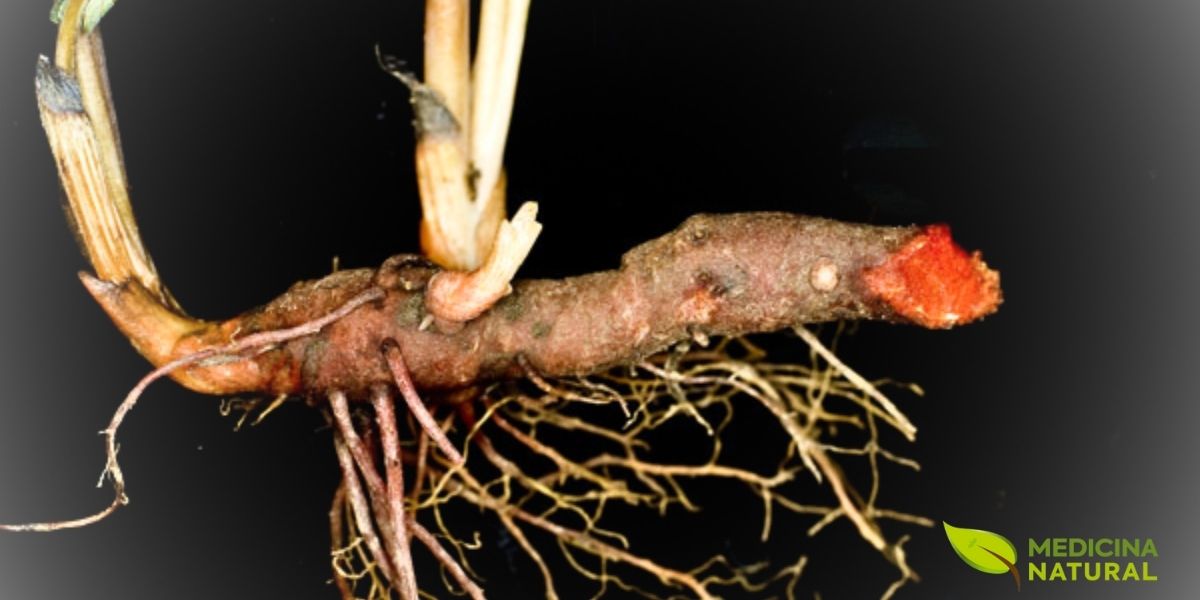 O rizoma da sanguinária é a parte medicinal da planta, mas também a mais perigosa. De cor marrom-avermelhada externamente, quando cortado ou ferido, libera uma seiva vermelha-alaranjada intensa, rica em alcaloides benzofenantridínicos, principalmente sanguinarina. Esta seiva era usada pelos nativos americanos como corante e medicina, mas seu uso requer extrema cautela devido à sua toxicidade. O rizoma cresce horizontalmente sob o solo e pode formar colônias ao longo dos anos. Fonte: Carol Gracie / Plant Talk.