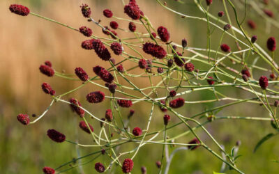 Pimpinela (Sanguisorba officinalis): saiba para que serve