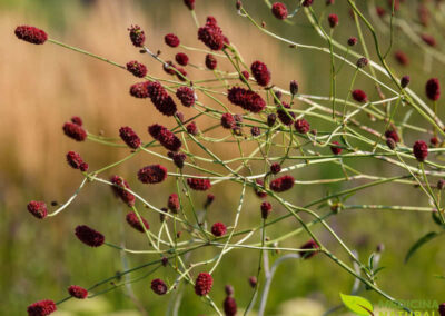 Sanguisorba officinalis