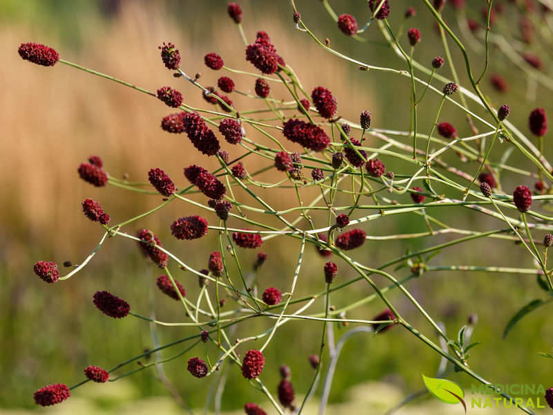 Sanguisorba officinalis