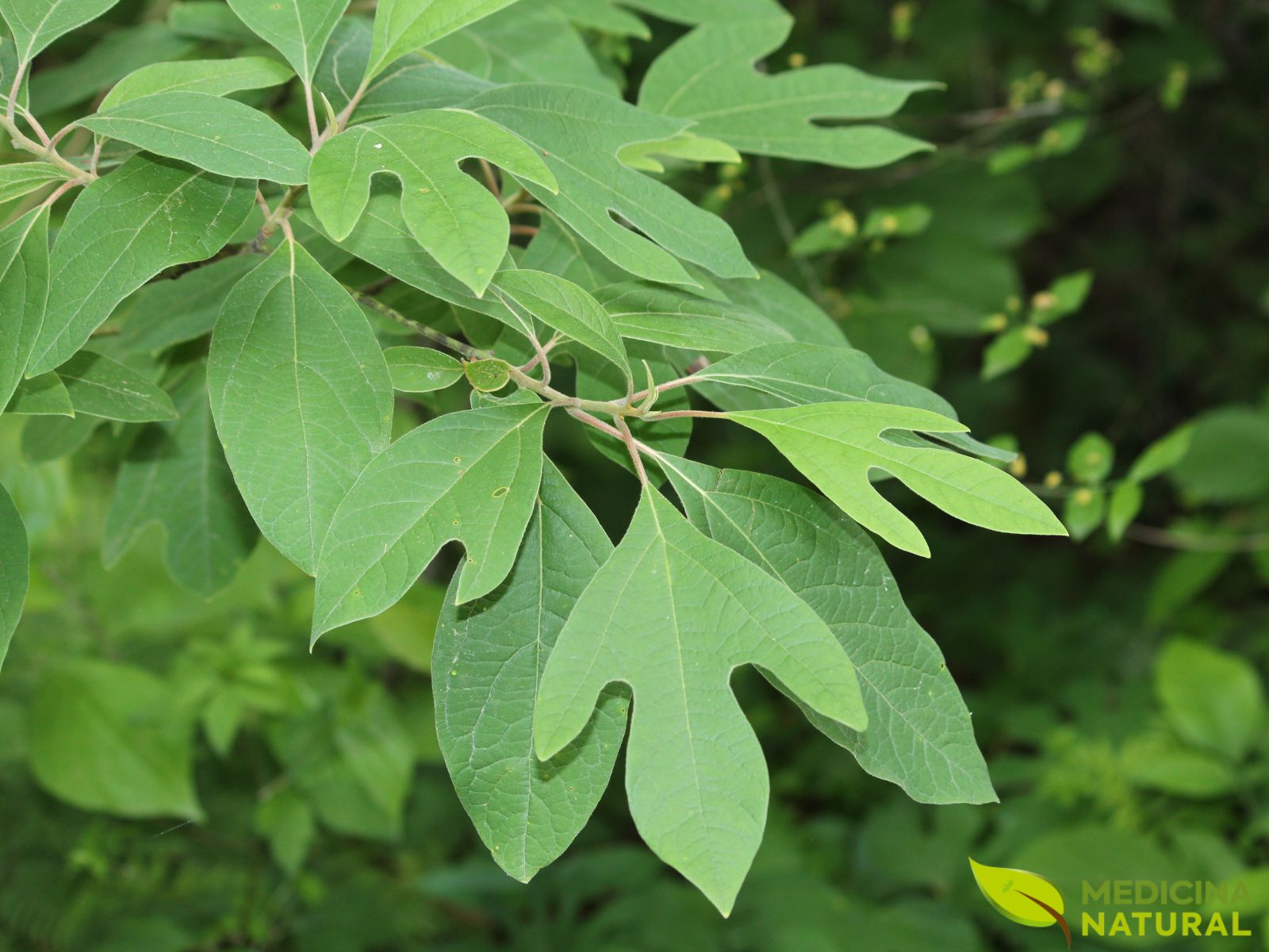 Canela-de-sassafrás - Sassafras albidum