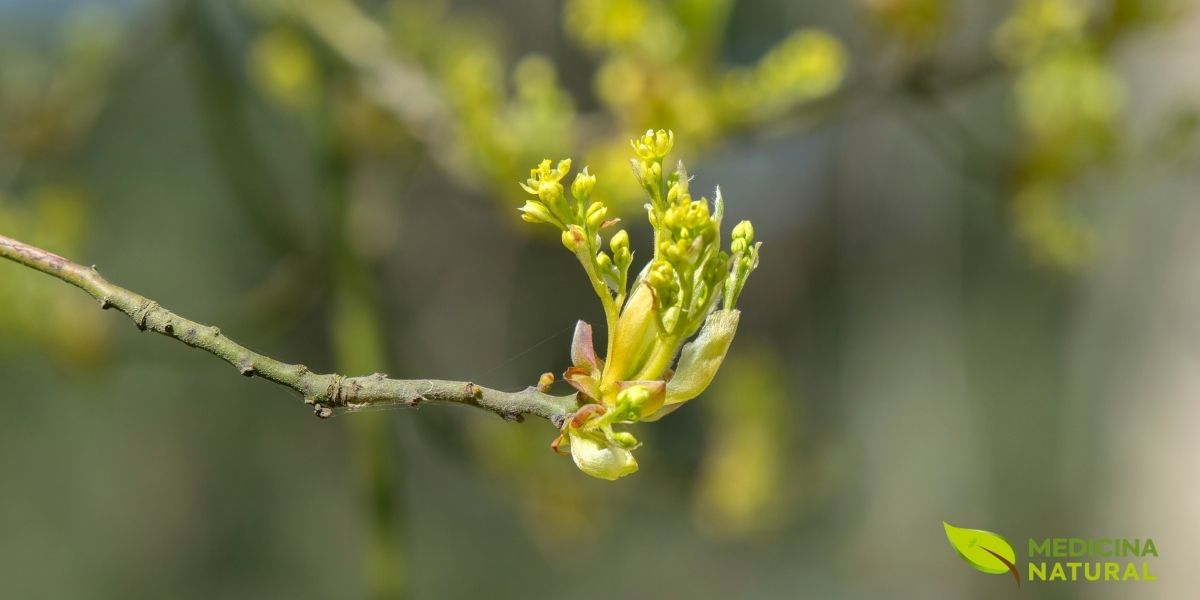 Sassafrás-americano - Sassafras albidum