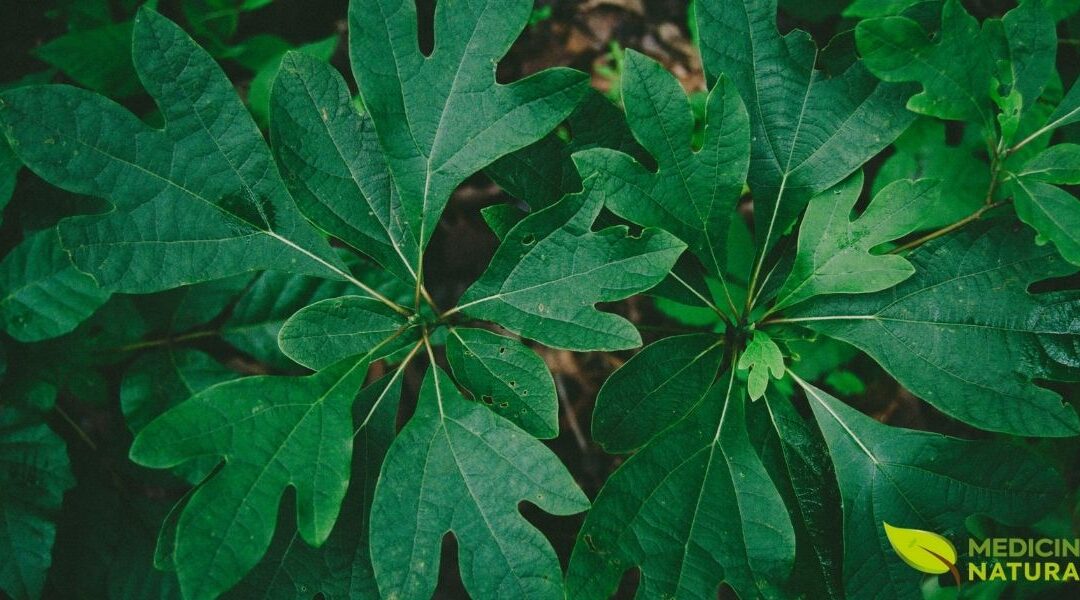 Sassafrás Americano: Da Cura Indígena à Proibição do FDA