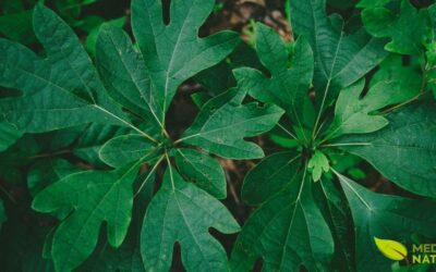 Sassafrás Americano: Da Cura Indígena à Proibição do FDA