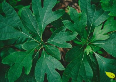 Sassafrás-americano - Sassafras albidum