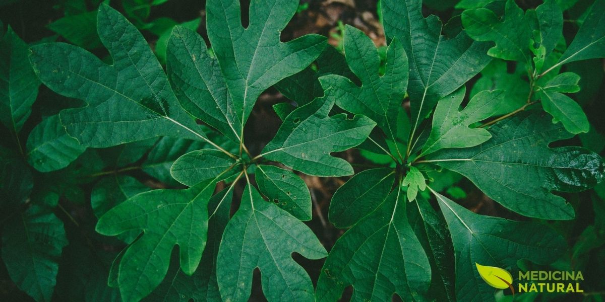 Sassafrás-americano - Sassafras albidum