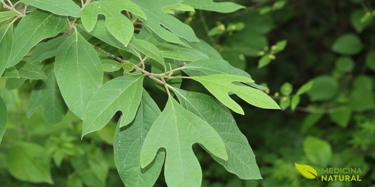 Sassafrás-americano - Sassafras albidum