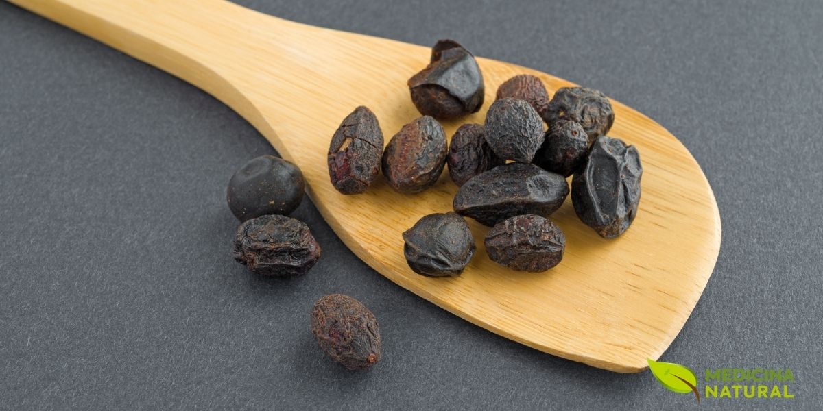 Bagas de saw palmetto, a parte mais valiosa da planta para fins medicinais. As bagas escuras e redondas estão agrupadas, prontas para a colheita, e são a fonte dos extratos ricos em ácidos graxos e fitoesteróis usados em suplementos para a saúde da próstata e do cabelo.