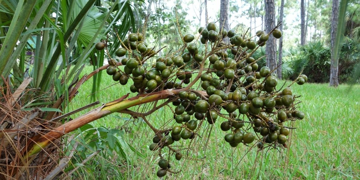 Bagas de saw palmetto ainda verdes, em fase de amadurecimento na planta. Esta imagem ilustra o ciclo de vida do fruto, mostrando o estágio anterior à sua coloração escura final, quando os compostos ativos estão se desenvolvendo plenamente.
