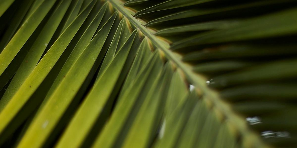 As distintas folhas em forma de leque da palmeira saw palmetto, com suas bordas serrilhadas que dão nome à planta. Esta imagem foca na identidade botânica da espécie, uma característica marcante que a diferencia de outras palmeiras.
