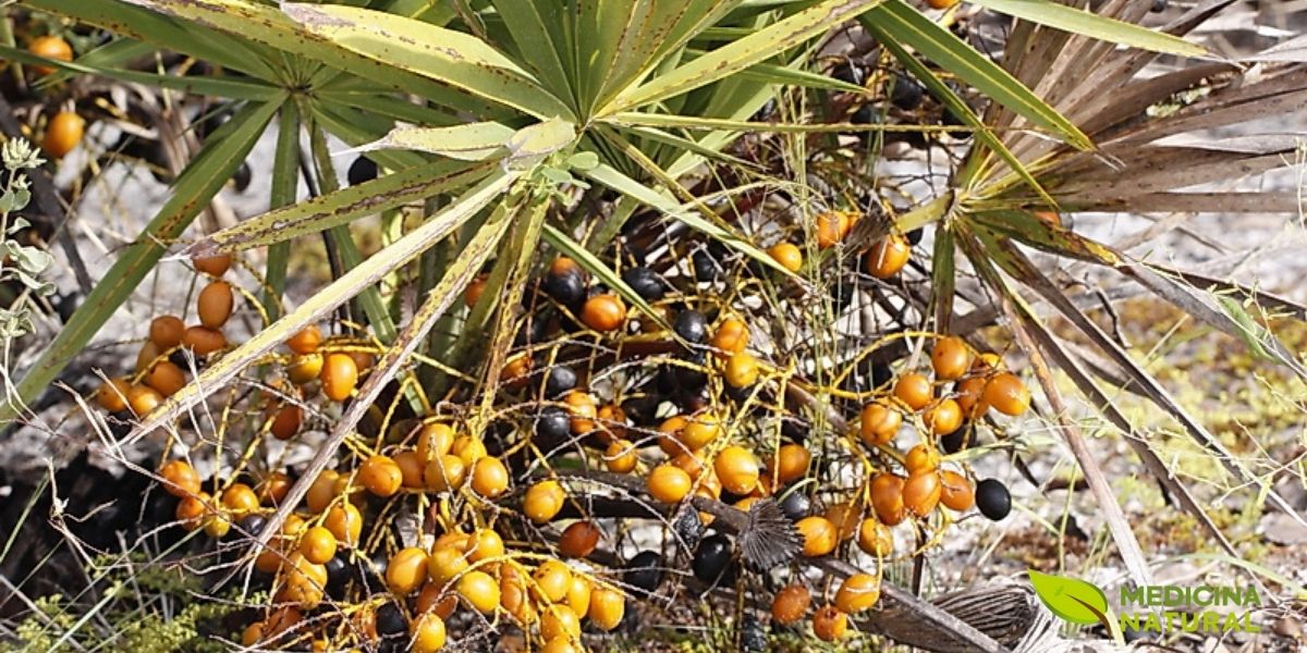 Detalhe dos frutos (bagas) do Saw Palmetto, a parte da planta utilizada para extrair os compostos ativos. Essas pequenas bagas escuras contêm ácidos graxos e fitoesteróis que inibem a enzima 5-alfa-redutase, responsável pela conversão de testosterona em DHT, o hormônio que causa a miniaturização dos folículos capilares na alopecia androgenética. Fonte: Florida Native Plant Society (FNPS).