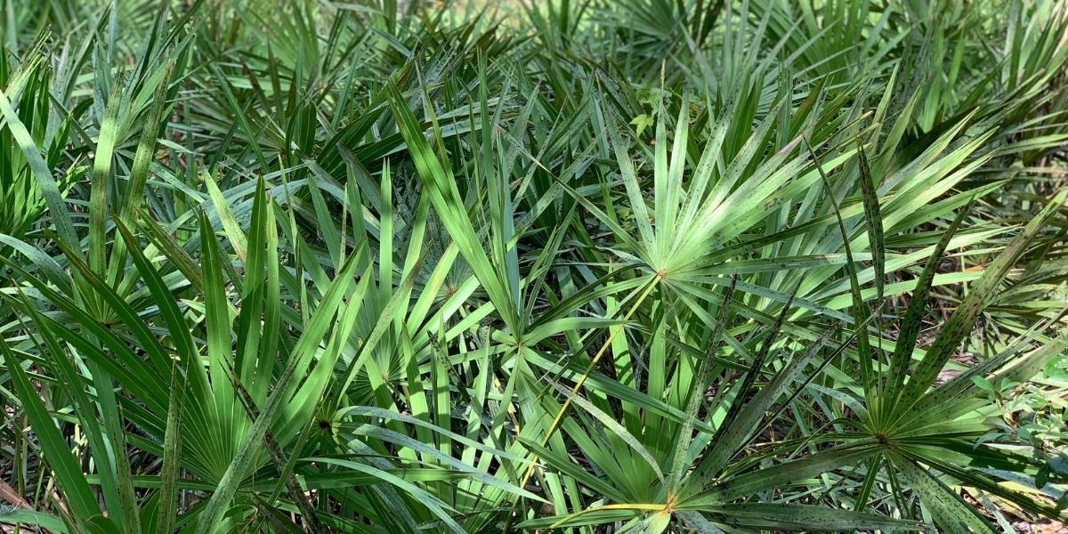 As folhas verdes e exuberantes do saw palmetto, dispostas em um padrão de leque característico. Esta imagem captura a beleza natural da planta em seu habitat, destacando a textura e a forma única que a tornam facilmente reconhecível e uma parte vital do ecossistema do sudeste dos Estados Unidos.