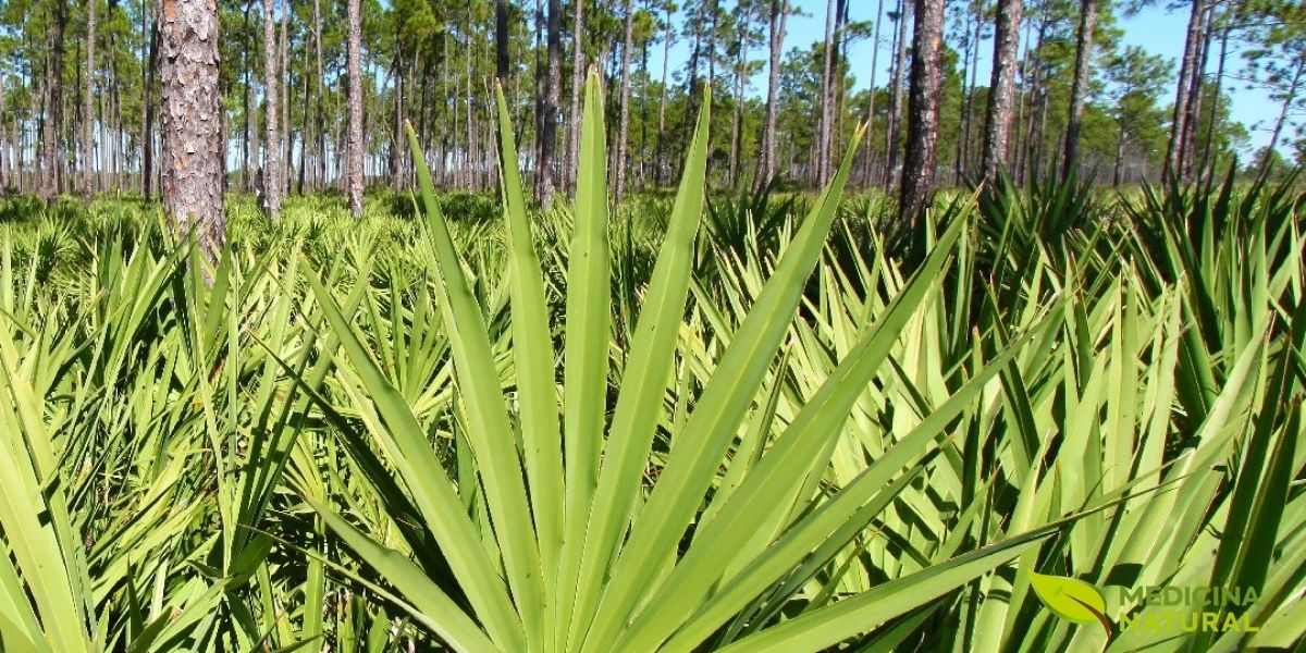 Uma visão ampla de uma plantação de saw palmetto, mostrando a densidade e a resiliência desta palmeira. A imagem ilustra como a planta cobre o solo da floresta, criando uma paisagem verdejante e demonstrando sua capacidade de prosperar em condições de sub-bosque, essencial para a fauna local.