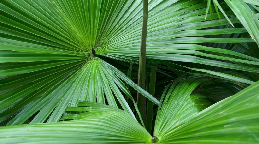 Saw Palmetto: Guia Completo para a Saúde Masculina