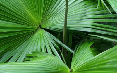 Saw Palmetto: Guia Completo para a Saúde Masculina