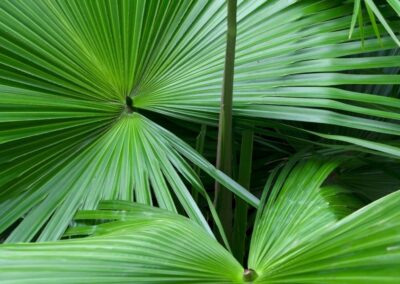 As folhas verdes e exuberantes do saw palmetto, dispostas em um padrão de leque característico. Esta imagem captura a beleza natural da planta em seu habitat, destacando a textura e a forma única que a tornam facilmente reconhecível e uma parte vital do ecossistema do sudeste dos Estados Unidos.