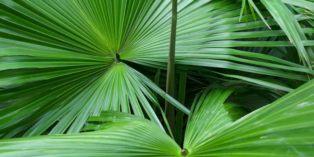 As folhas verdes e exuberantes do saw palmetto, dispostas em um padrão de leque característico. Esta imagem captura a beleza natural da planta em seu habitat, destacando a textura e a forma única que a tornam facilmente reconhecível e uma parte vital do ecossistema do sudeste dos Estados Unidos.
