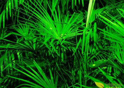 Saw palmetto - Serenoa repens