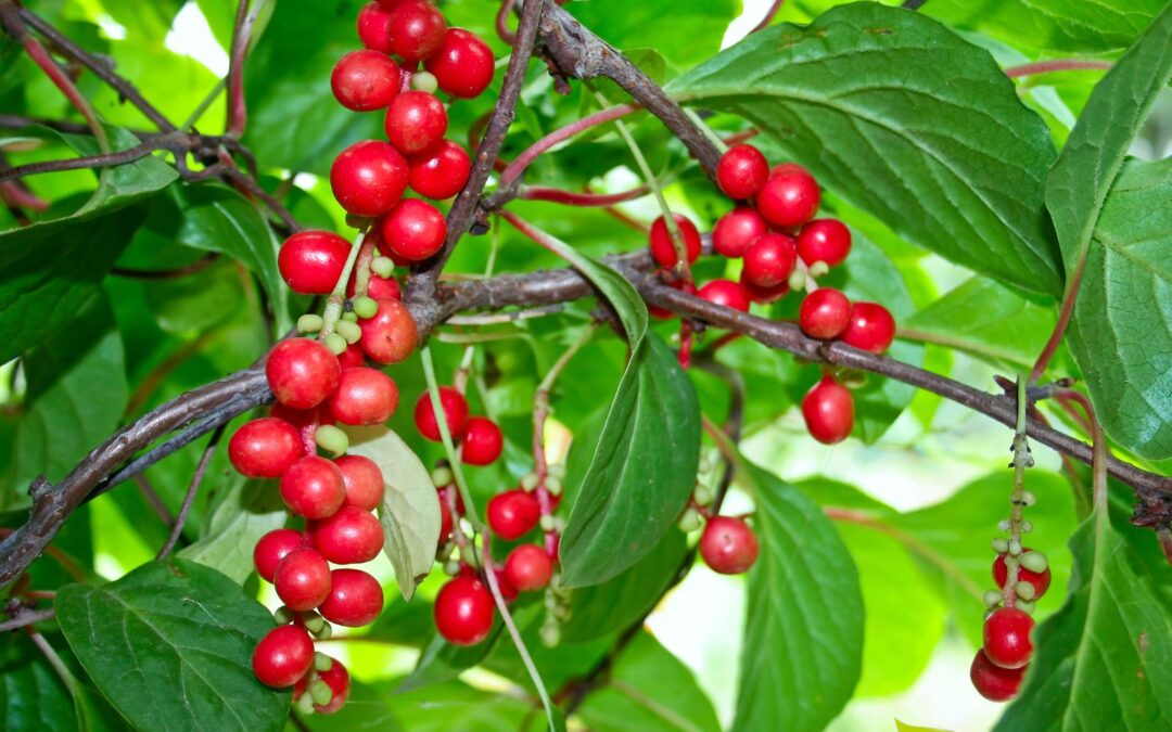 Schisandra chinensis – FRUTO-DOS-CINCO-SABORES; WU WEI ZI