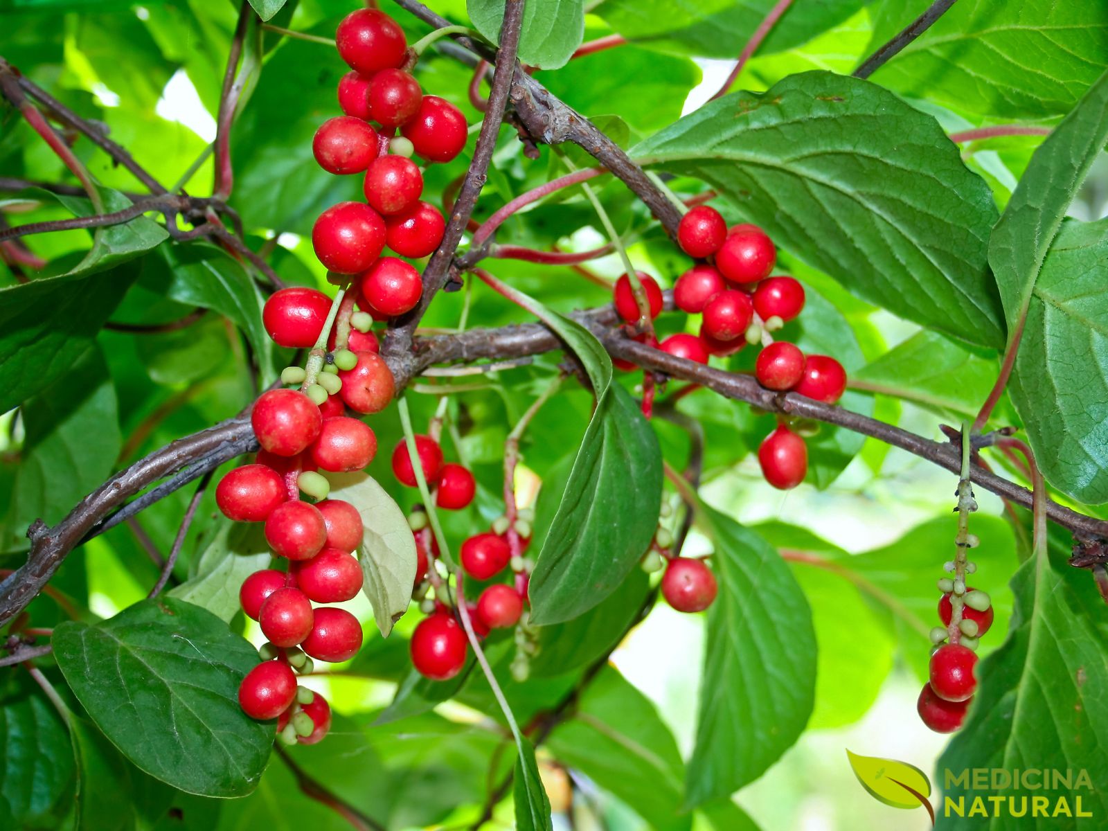 Schisandra chinensis